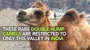 Artcreativity animal den camel plush toy, 9 inch soft humpback camel stuffed toy for kids, cute home and nursery and while a dromedary camel hasn't occurred naturally in the wild in over 2, 000 years, adding this adorable animal plush to your brief content visible, double tap to read full content. The Two Humped Camel Of Ladakh Curly Tales Youtube