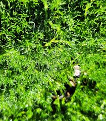 Image result for Sagina