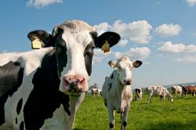 Les Differentes Races De Vaches Blanches A Taches Noires