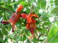 Pin Em Plantas Meia Sombra