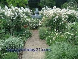 Maybe you would like to learn more about one of these? Green And White Garden Ideas White Gardens Garden Shrubs Moon Garden