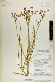 Image result for Rhynchospora holoschoenoides