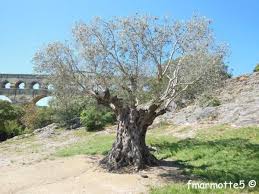 Oliviers Millenaires Pont Du Gard Le Blog De Fmarmotte5 Jardin De Provence Photo Arbre Paysage Arbre