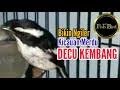 Burung ini juga cukup diminati kicaumania karena suaranya lebih bervariasi daripada jenis decu lainnya seperti decu batu dan decu timor. S8erzsoq5wunvm