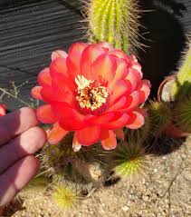 Image result for Commicarpus grandiflorus