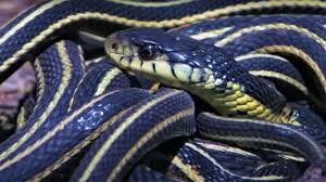 Jul 22, 2021 · snake, (suborder serpentes), also called serpent, any of more than 3,400 species of reptiles distinguished by their limbless condition and greatly elongated body and tail. Top 5 Slithering Snake Moments Bbc Earth Youtube