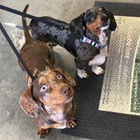 This location offers grooming, petshotel, doggie day camp, training, adoptions, veterinary and curbside pickup. All Pet Supplies Equine Center Pet Store