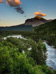 Image result for Struthiola montana