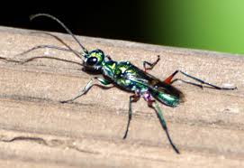 Check spelling or type a new query. Emerald Cockroach Wasp From Hawaii Turns Roaches Into Zombies What S That Bug