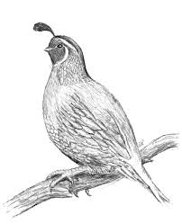 You can print or color them online at getdrawings.com for absolutely free. Pin On Art And Artifacts