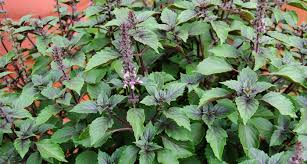 Image result for Ocimum