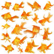 Collage Of Fantail Goldfish Collage Of Orange Fantail Goldfish Aff Fantail Collage Orange Goldfish Ad Image Of Fish Goldfish Watercolor Fish