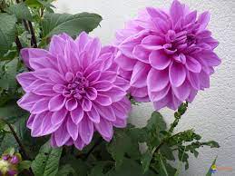 Dahlia Dahlia Flower Bulb Flowers Flowers