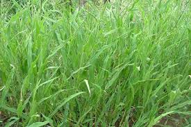 Image result for Urochloa comata