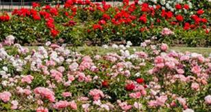 Rosen sollte man schon im herbst pflanzen. Rosenpflanzen Rosenpflanzen Kaufen Gartenversandhaus De