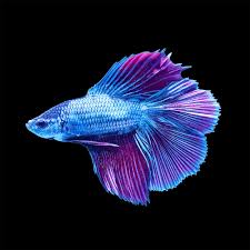 Their tails can be any one of the normal tail just they have either one or two. Male Halfmoon Doubletail Betta Petco
