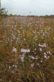 Maybe you would like to learn more about one of these? 15 Native Flowers That Feed Native Bees