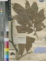 Image result for Uvariodendron