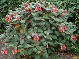 Fuchsia Gartenmeister Bonstedt Ladies Eardrops Information Photos