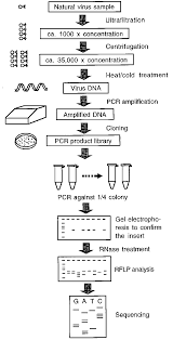 Flowchart Showing The Method Developed For The Pcr And Rflp