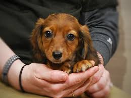 These dachshunds are available for adoption close to altoona, iowa. Dachshund Puppies Petland Iowa City