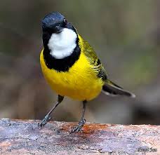 Whistler Golden Beautiful Birds Pet Birds Nature Animals