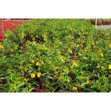Image result for Allamanda schottii