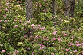 Image result for Rhipidoglossum microphyllum