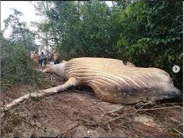 Kepulauan paya bakau kedua terbesar dunia. Berita Bintang Paus 10 Ton Tewas Terdampar Di Hutan Bakau