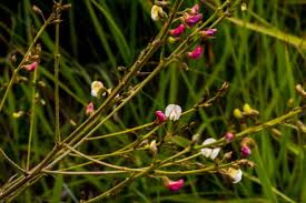 Image result for Eulophia tenella