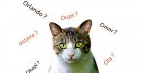 C'est votre jour de chance! Des Idees De Noms De Chat Femelle Plus De 400 Idees