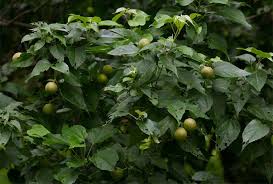 Image result for Croton megalobotrys