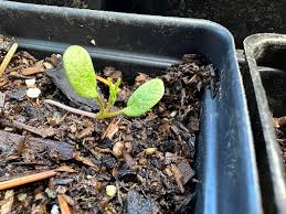 Image result for Dasylepis racemosa