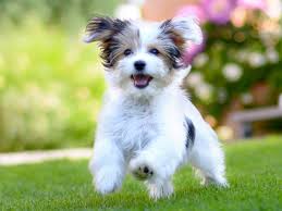 We did not find results for: Humans Love Dogs More Than Other Humans