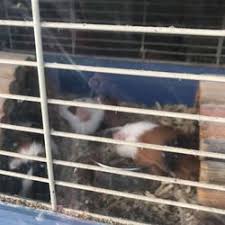 You can purchase fish, dog, reptile, and small animal products online and order them for pickup or have them delivered to your door! Best Fish Stores Near Me January 2021 Find Nearby Fish Stores Reviews Yelp