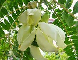 Cooking turi flowers (indonesia recipe). Kembang Turi Yang Kaya Manfaat