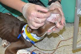 A healthy dog's gums should be pink, about the color of bubble gum. After A Cruel Start Flora Blossoms Aspca