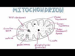 How To Draw And Label Mitochondria Youtube Biology Diagrams Science Diagrams Mitochondria