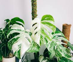 Image result for Monstera