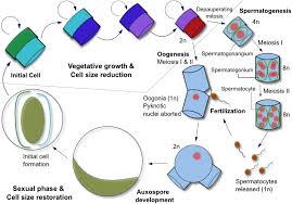 5 motive pentru a vizita carcassonne și împrejurimile sale. Morphological And Transcriptomic Evidence For Ammonium Induction Of Sexual Reproduction In Thalassiosira Pseudonana And Other Centric Diatoms