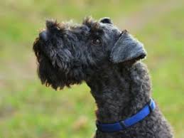 Why buy a kerry blue terrier puppy for sale if you can adopt and save a life? Kerry Blue Terrier Price Temperament Life Span