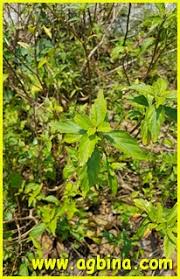 Image result for Orthosiphon schimperi