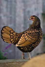 Pin By Brianna Helgeson On Fowl Play Beautiful Chickens Chickens Bantam Chickens