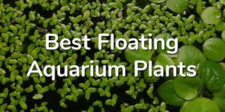 G'z aquarium floating plants package #1, 12 amazon frogbit, 12 dwarf water lettuce, 12 water. 5 Best Floating Aquarium Plants For Guppy Fish