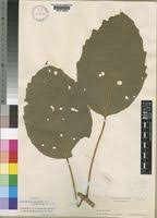 Image result for Clerodendrum capitatum