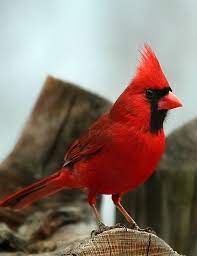 Choice For Oct 8 Cardinal Birds Pet Birds Beautiful Birds