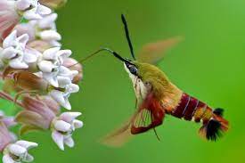We did not find results for: Hummingbird Clearwing Moth Butterflies And Moths Of Floracliff Nature Sanctuary Inaturalist