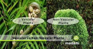 The formal definition of the division tracheophyta encompasses both these characteristics in the latin phrase facies diploida xylem et phloem instructa. Difference Between Vascular And Non Vascular Plants Biomadam