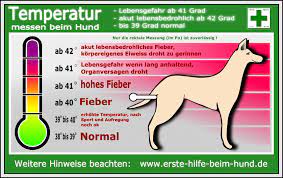 Kann mir bitte jemand genau sagen, ab wann ein hund fieber hat und in welchem bereich es okay ist bzw. Erste Hilfe Beim Hund Temperatur Messen