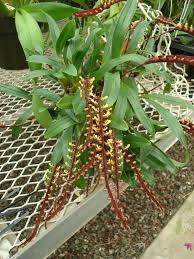 Image result for Bulbophyllum falcatum